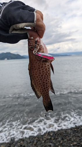 オオモンハタの釣果