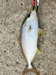 ショゴの釣果