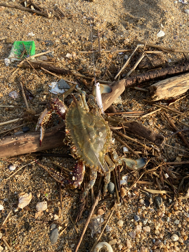 カニの釣果