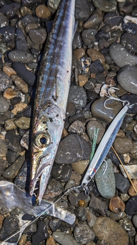 カマスの釣果