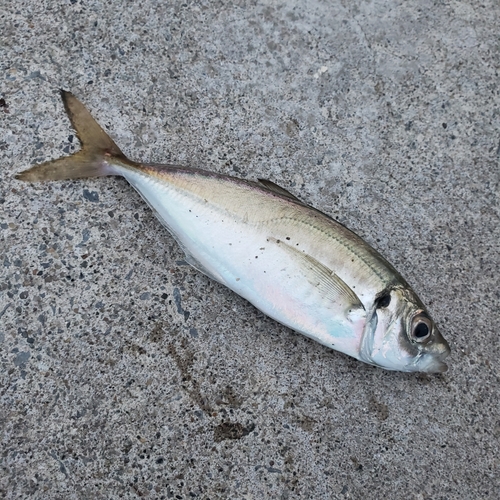 マアジの釣果