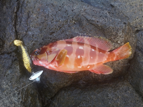 アカハタの釣果