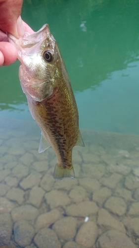 ラージマウスバスの釣果