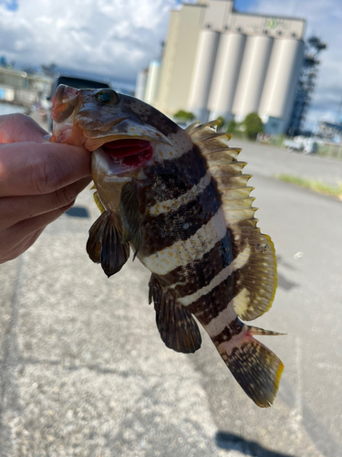 アオハタの釣果