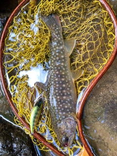 ニッコウイワナの釣果