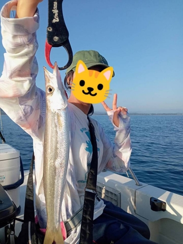 カマスの釣果