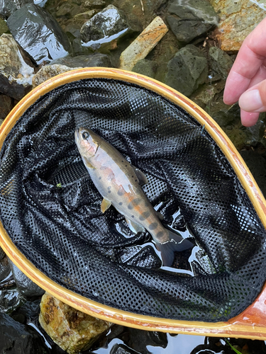 ヤマメの釣果