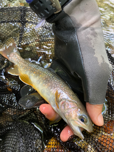 ヤマメの釣果