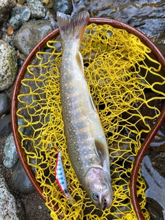 ニッコウイワナの釣果