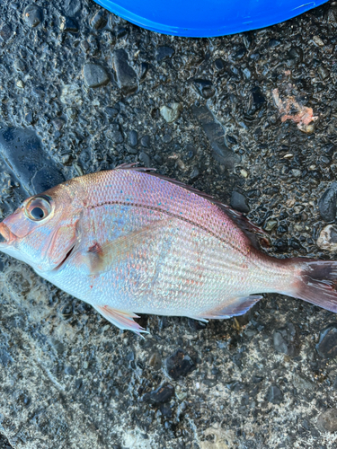 タイの釣果