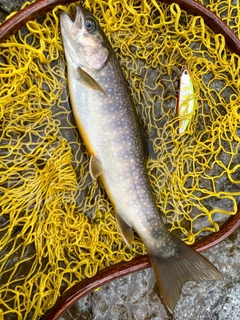 ニッコウイワナの釣果