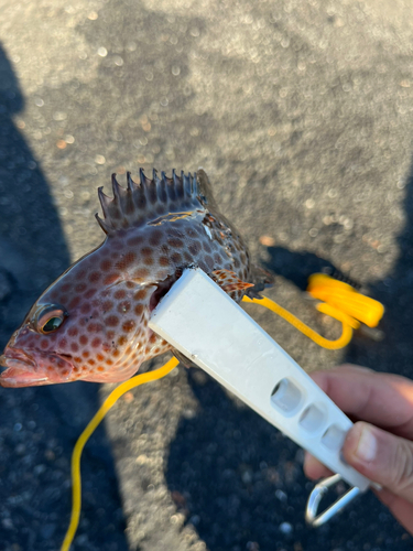 オオモンハタの釣果