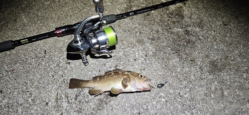 エゾメバルの釣果