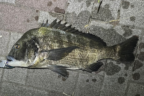 クロダイの釣果