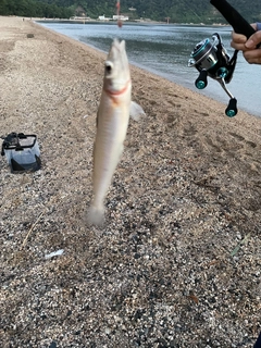 キスの釣果