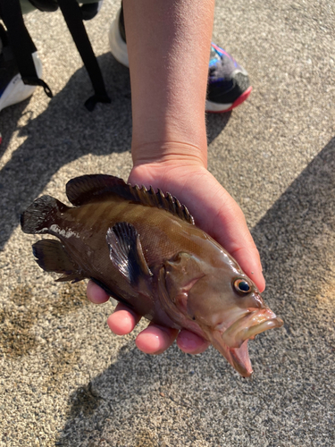 マハタの釣果