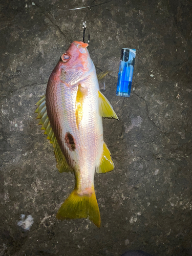 ヨコスジフエダイの釣果