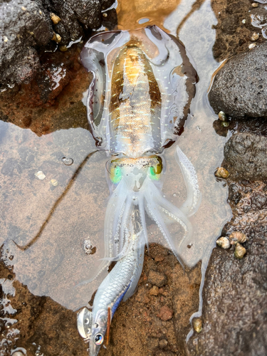 アオリイカの釣果