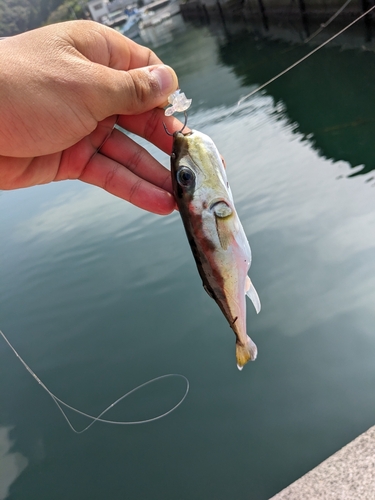 シロサバフグの釣果