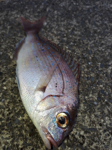 チャリコの釣果