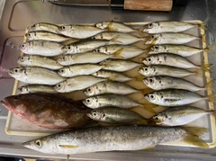 アジの釣果