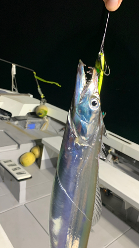 タチウオの釣果