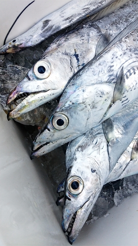 タチウオの釣果