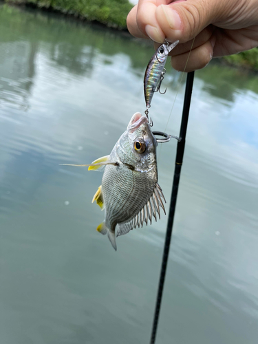 キビレの釣果