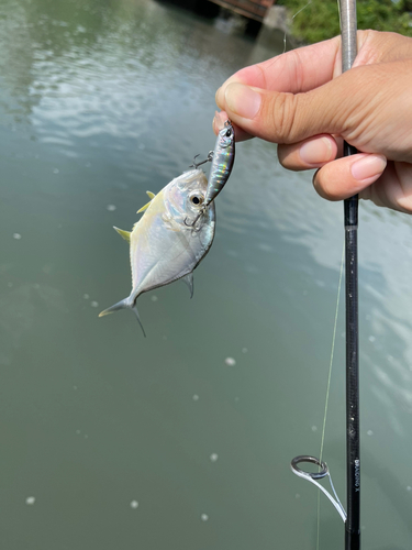 メッキの釣果