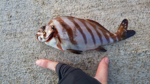 タカノハダイの釣果