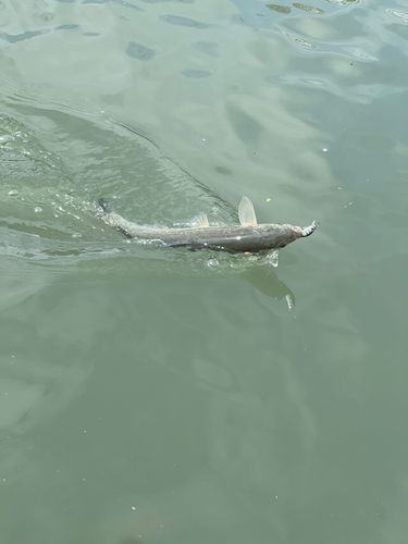 ウグイの釣果