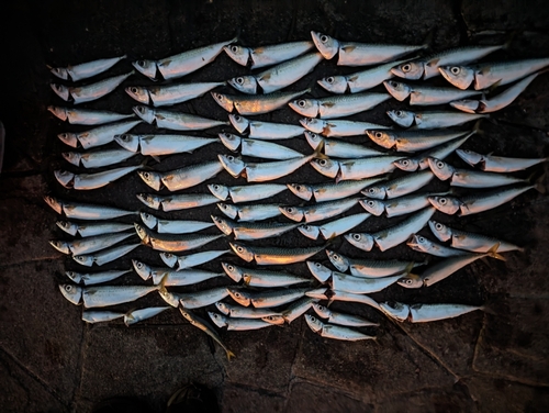 サバの釣果