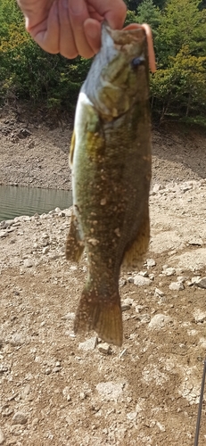 スモールマウスバスの釣果