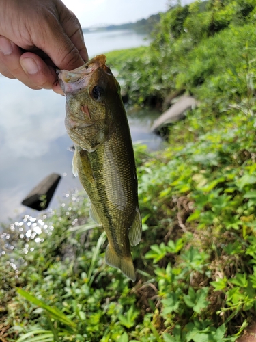 ラージマウスバスの釣果