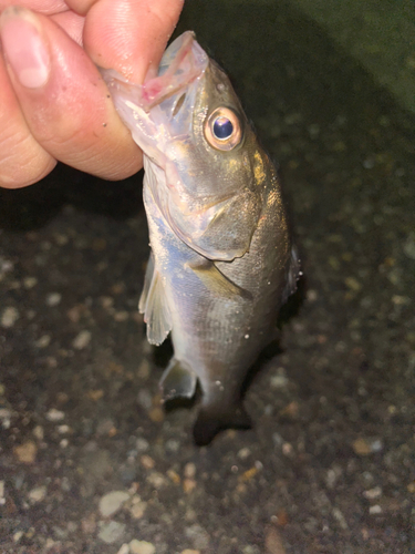 セイゴ（マルスズキ）の釣果