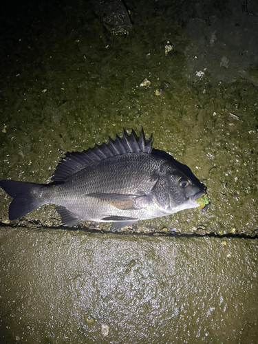 チヌの釣果