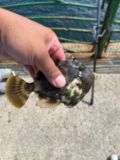 カワハギの釣果