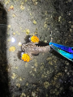 オニオコゼの釣果