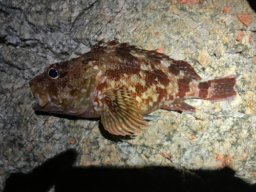 カサゴの釣果