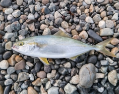 ワカシの釣果