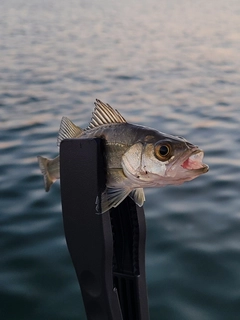 セイゴ（マルスズキ）の釣果