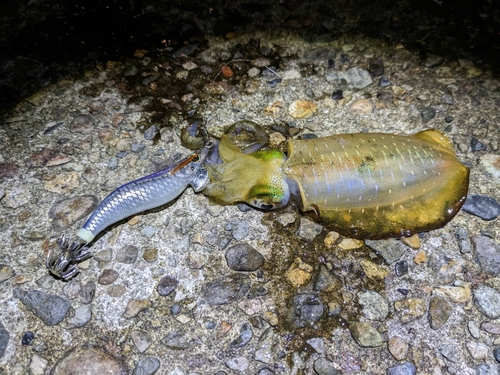 アオリイカの釣果