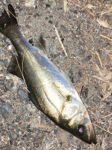 セイゴ（マルスズキ）の釣果