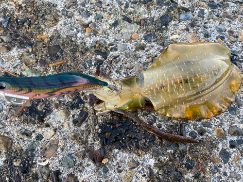 アオリイカの釣果