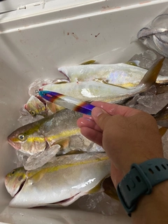 カンパチの釣果