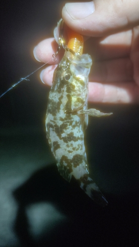 タケノコメバルの釣果