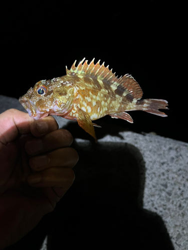 カサゴの釣果