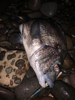 チヌの釣果