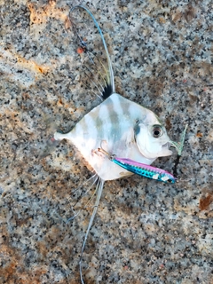 イトヒキアジの釣果