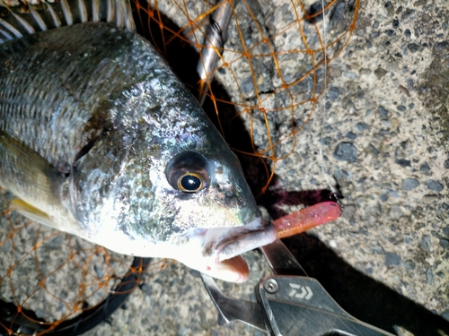 キビレの釣果